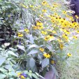 rudbeckia 2